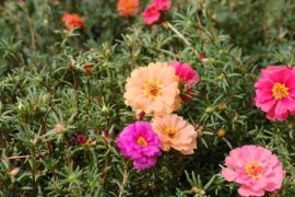 太阳花种植方法和时间