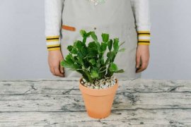 蟹爪兰烂根怎么办