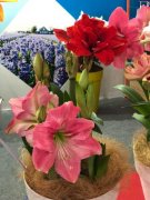 朱顶红叶子倒伏怎么办