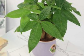 发财树夏天怎么浇水