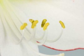 朱顶红的花期怎么延长