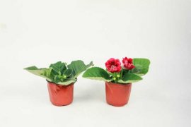 大岩桐的养殖方法和注意事项