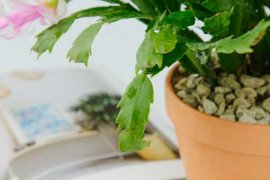 蟹爪兰可以放室内吗