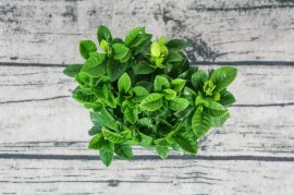 栀子花冬天室内怎么养