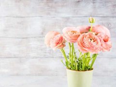 花毛茛种球可以分割吗