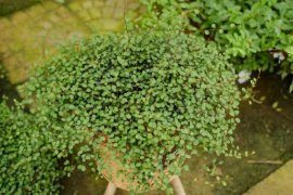 千叶吊兰的繁殖方法