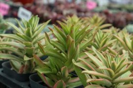 多肉黑腐病怎么治疗