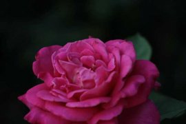 月季花为什么会越开越小