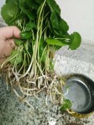 铜钱草可以放鱼缸里吗