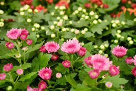 多头菊的养殖方法及注意事项