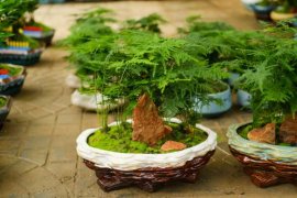 绿萝文竹只用3招，发疯狂长99米，叶子油亮密不