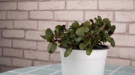 薄荷怎么扦插繁殖