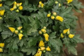 多头菊是温室花卉吗，冬天能放室外吗