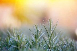 迷迭香秋天怎么养