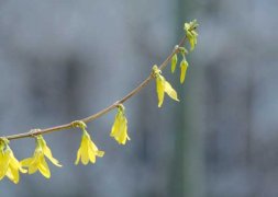 连翘的花语及传说