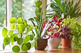 家庭室内植物怎么养