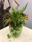 奶奶养的吊兰，竟然爬满小金鱼，狂窜20米拦都拦