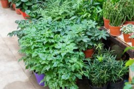 幸福树叶子干枯怎么办