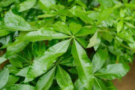 如何养好发财树