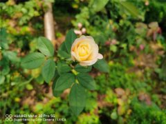 栀子月季杜鹃花……养一回死一回？学这1招，连