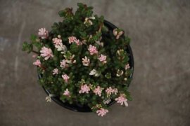 虹之玉长气根怎么办