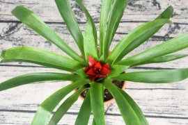 鸿运当头怎么养才红