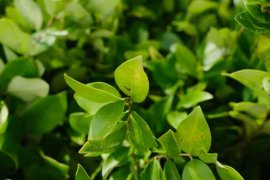 女贞子的养殖方法和注意事项