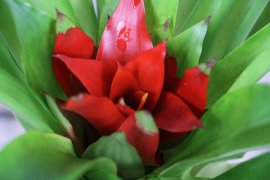 鸿运当头怎么开花