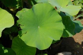 莲花品种有哪些？十大品种莲花图片