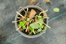 绣球花的养殖方法