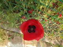 虞美人花语是什么