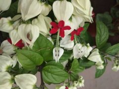 龙吐珠秋天怎么养