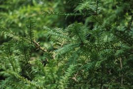 红豆杉用什么土栽培好