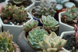 多肉夏天怎么养