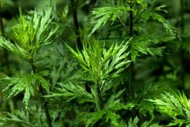 艾草泡脚的功效，艾草泡脚的禁忌