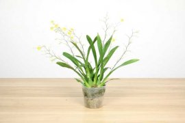 文心兰怎么爆盆