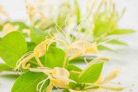 金银花苗多少钱一棵，怎么种植