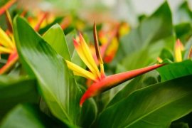 天堂鸟的养殖方法和注意事项