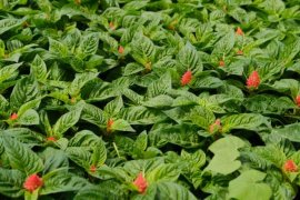 如何使鸡冠花在元旦开花