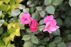 他家的月季，40℃高温也能一茬茬开，原来秘诀都