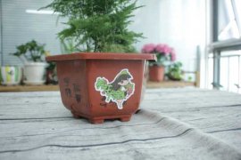 文竹播种为什么会不发芽