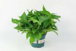 水培绿萝加白糖能生根吗