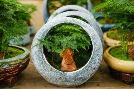 水养怎样养文竹更茂盛，多久换一次水？