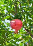 石榴的养殖方法和注意事项