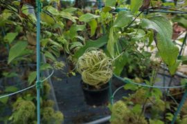 铁线莲叶子发黄怎么办