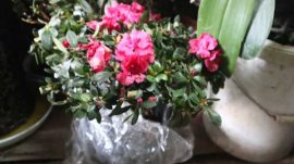 杜鹃花冬天掉叶子怎么办