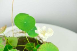 碗莲一般栽多少天后施肥