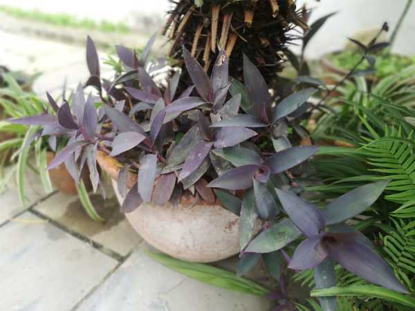 紫竹梅可以水培吗,怎么水培?