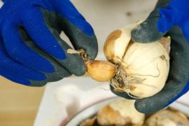 水仙花适合在室内种植吗