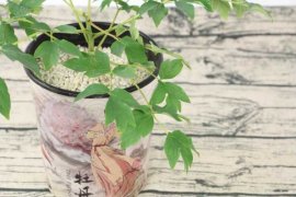 牡丹怎么上盆，盆栽牡丹换盆的最佳时间